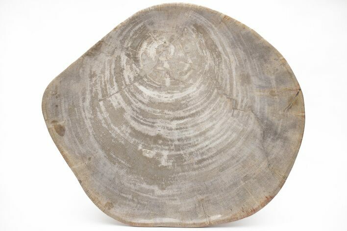 Tropical Hardwood Petrified Wood Dish - Indonesia #210583